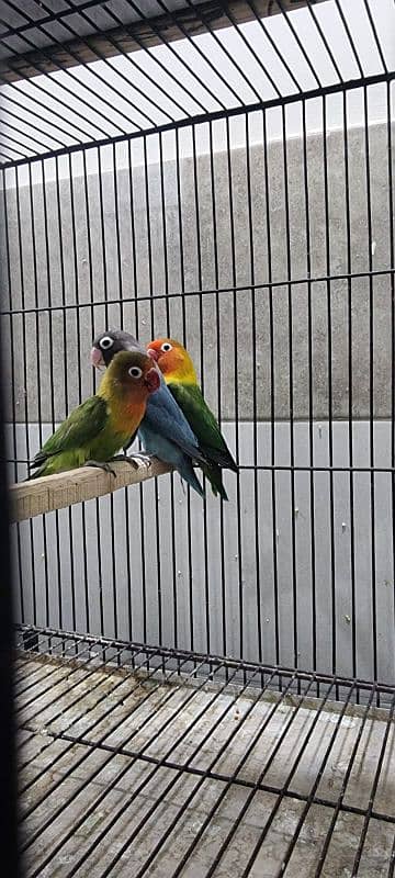 love bird calbino pair 8 pair for sale 4