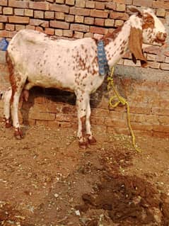 bakri