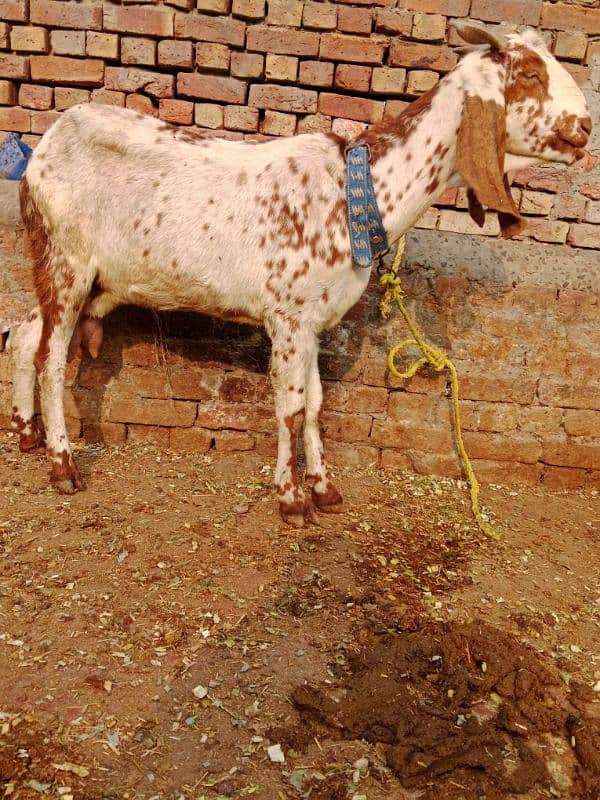 bakri doodh wali 0