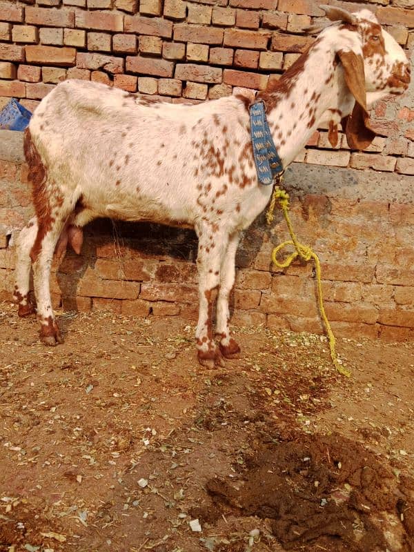 bakri doodh wali 5