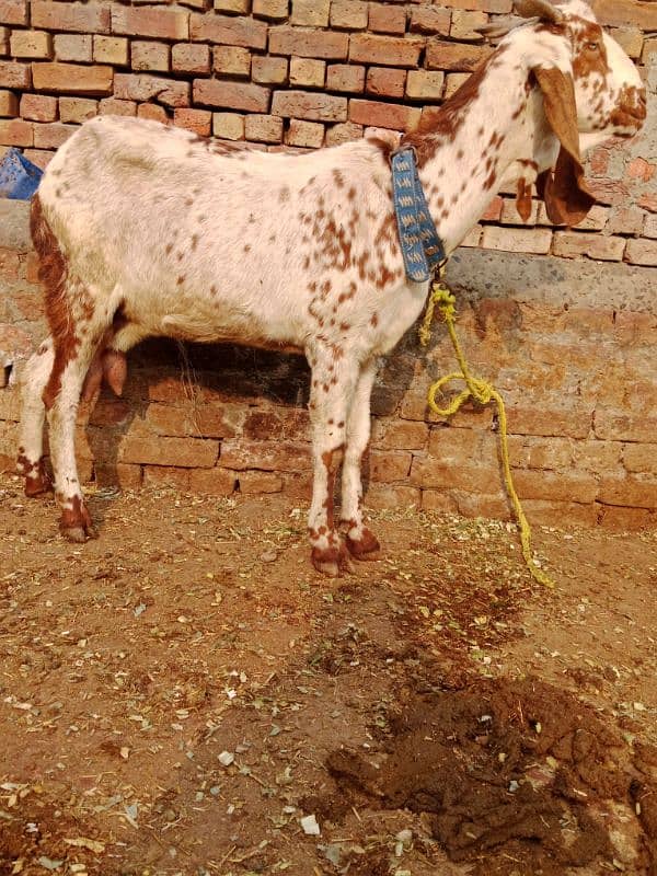 bakri doodh wali 7