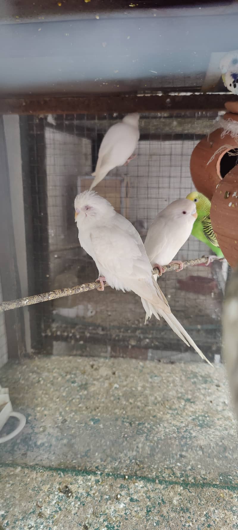 Cocktails Australian Parots Doves and Sparrows for sale 1