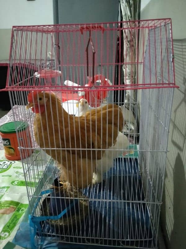 hen/birds cage 2