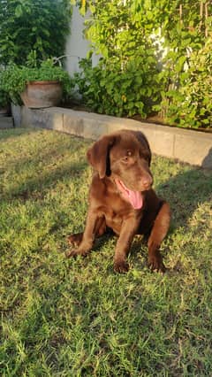 Pure Bred Labrador puppy. Show winner quality