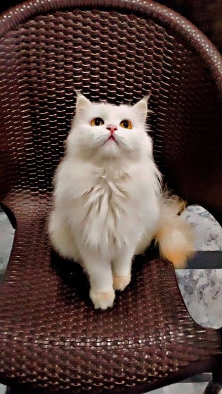 Persian cat doll face 1