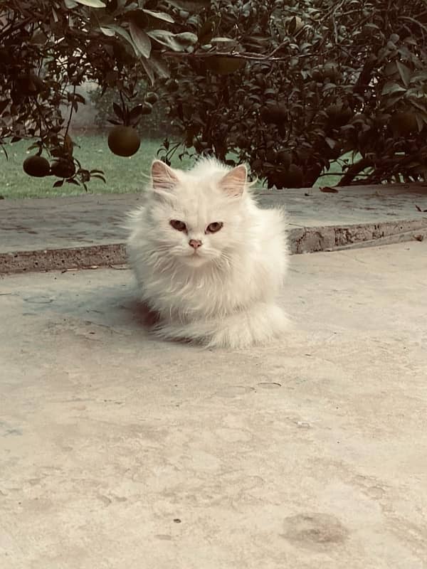 persian female cat 2