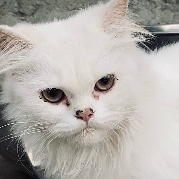 persian female cat 3