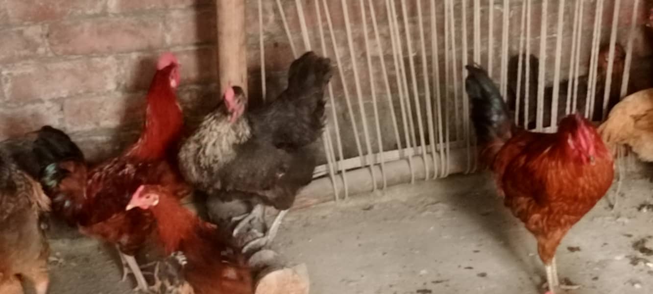 desi hens 0