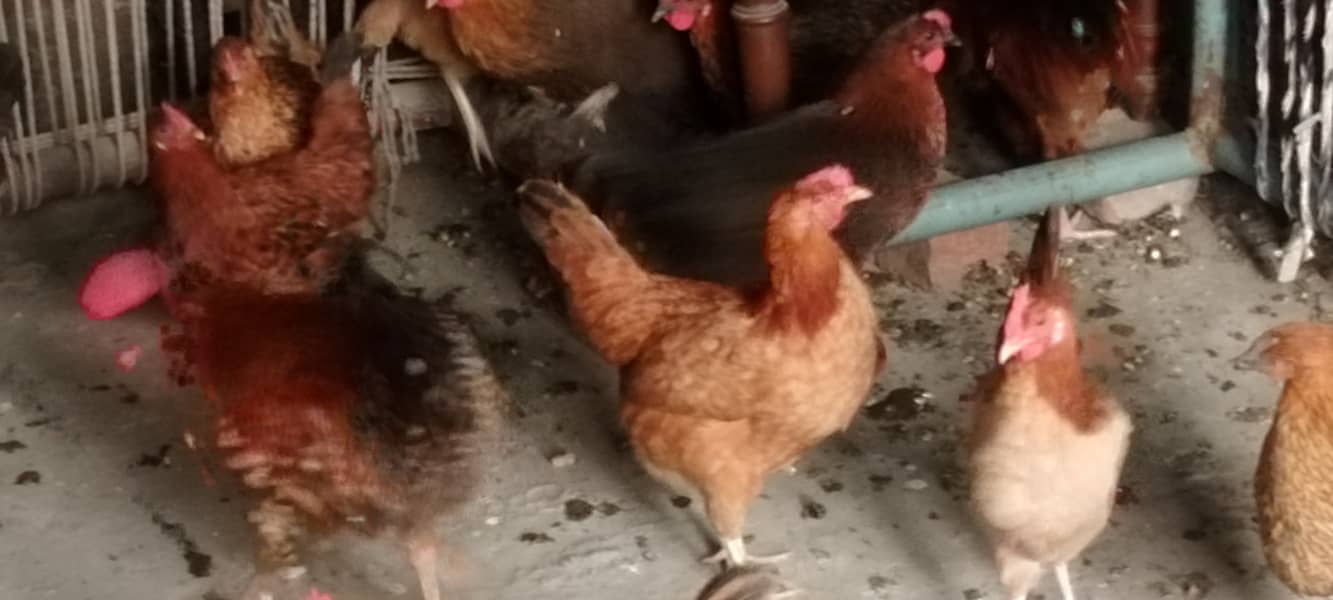 desi hens 3