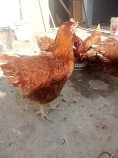 Lohmann brown hens