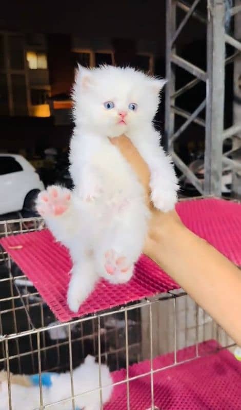 Persian Cat Urgent For Sale 0