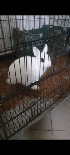 Hotot Male Bunny