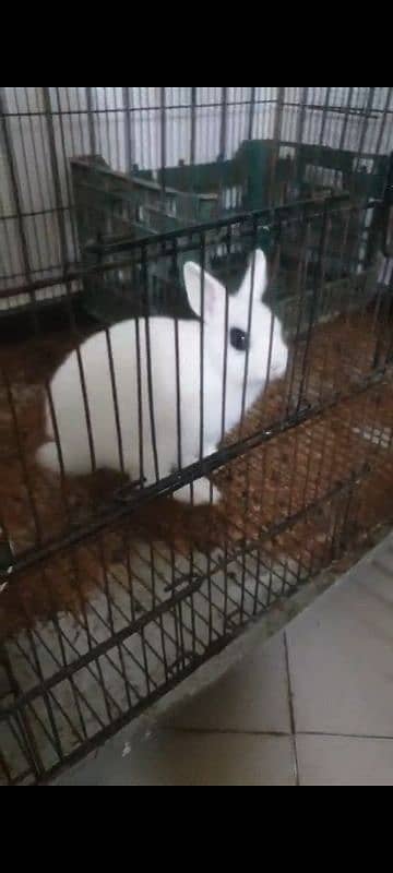 Hotot Male Bunny 0