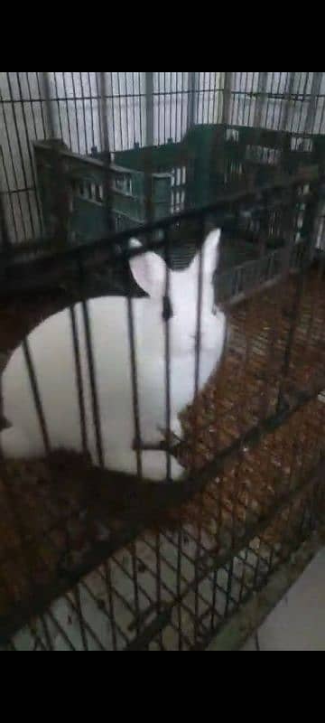 Hotot Male Bunny 1