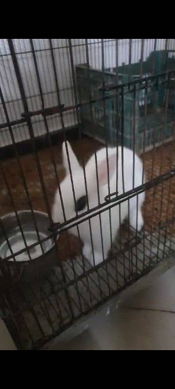 Hotot Male Bunny 2