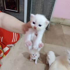 Persian kittens