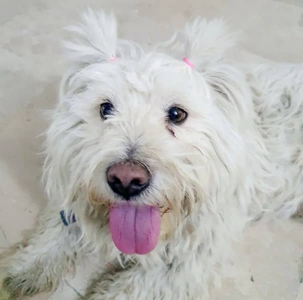 Maltese/ terrier dog/ irish glen 5