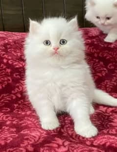 Persian cat for sale 2 month age WhatsApp number 03267720525