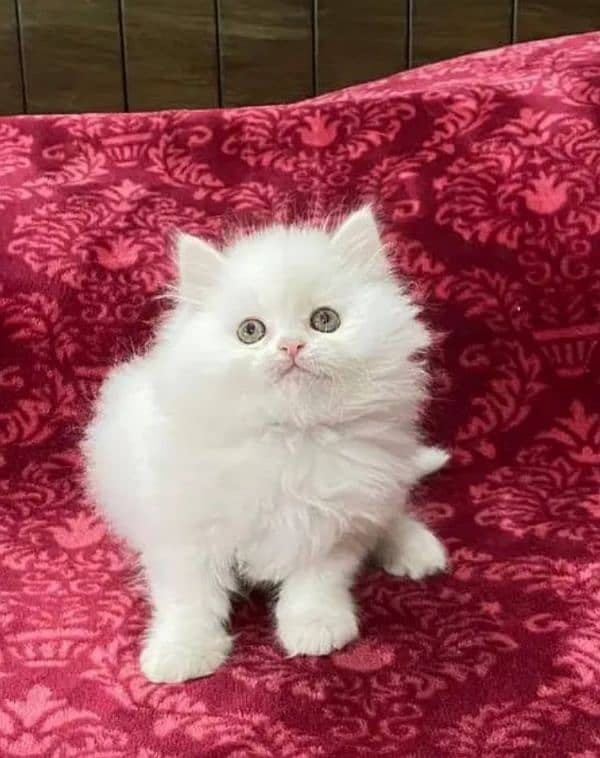 Persian cat for sale 2 month age WhatsApp number 03267720525 1