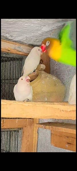 albino red eyes breedr pairs 4