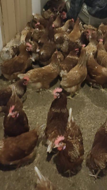 Hens  lohmann Brown 5