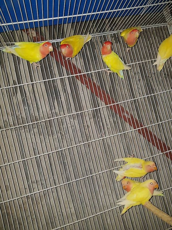 common lutino breeder pair 2