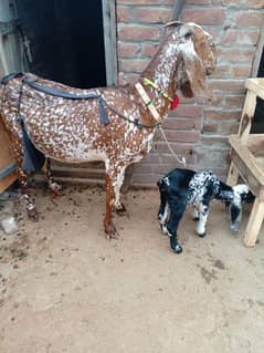 Makkhi Chini bakri for sale