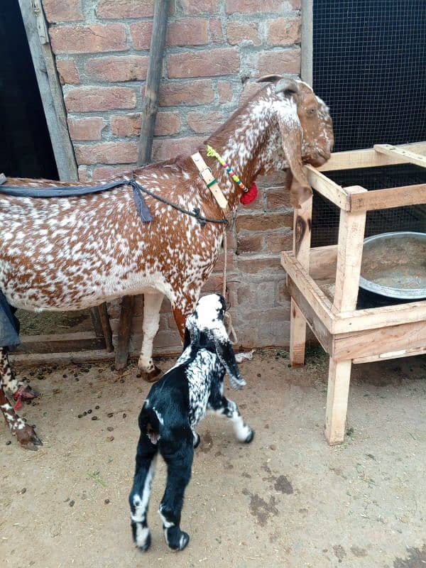 Makkhi Chini bakri for sale 1