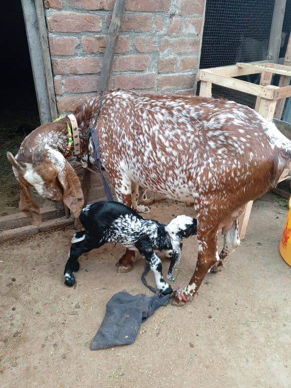 Makkhi Chini bakri for sale 3