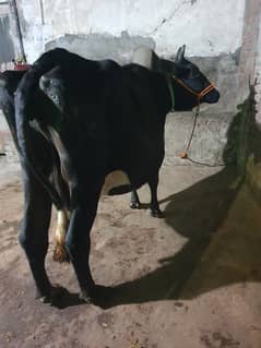 Fresian cholistani cow for sale location rwp ghq