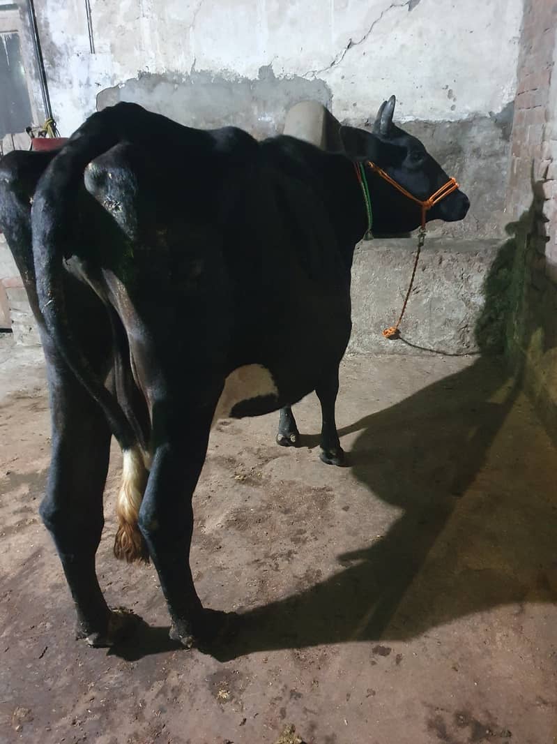 Fresian cholistani cow for sale location rwp ghq 0