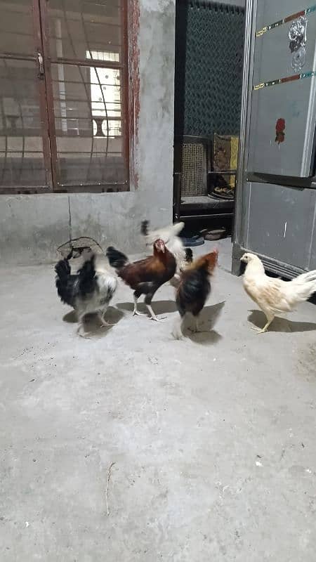 Hens for sales 3