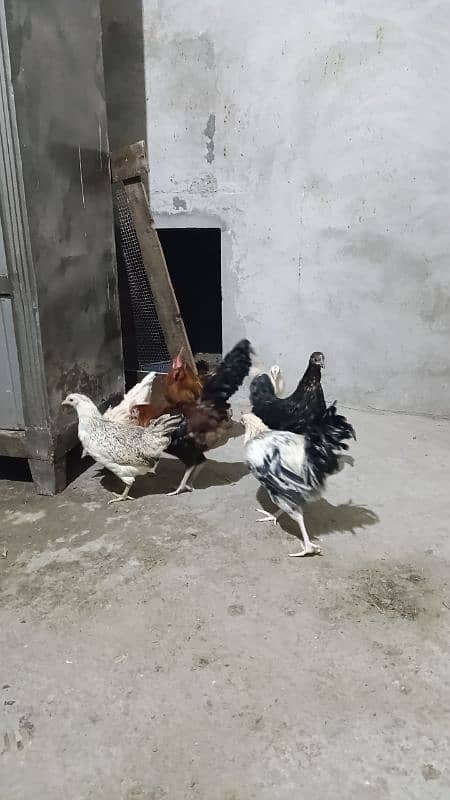 Hens for sales 6