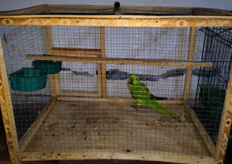 Parrot for sale 3