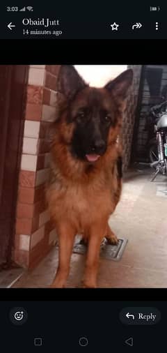 German shepherd Long caot