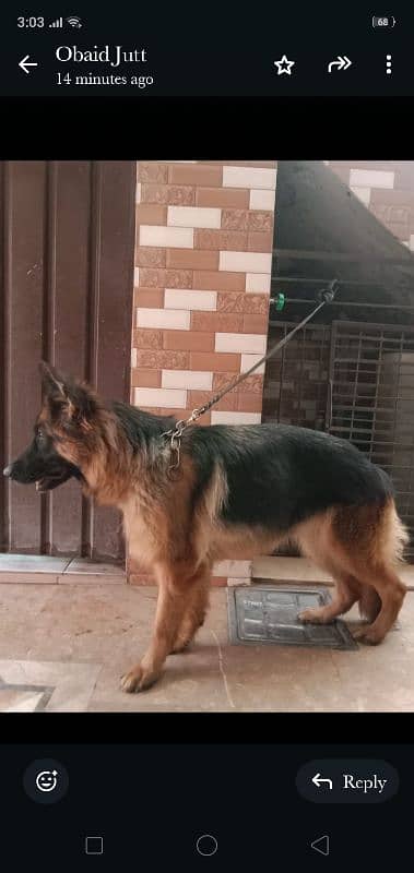 German shepherd Long caot 1