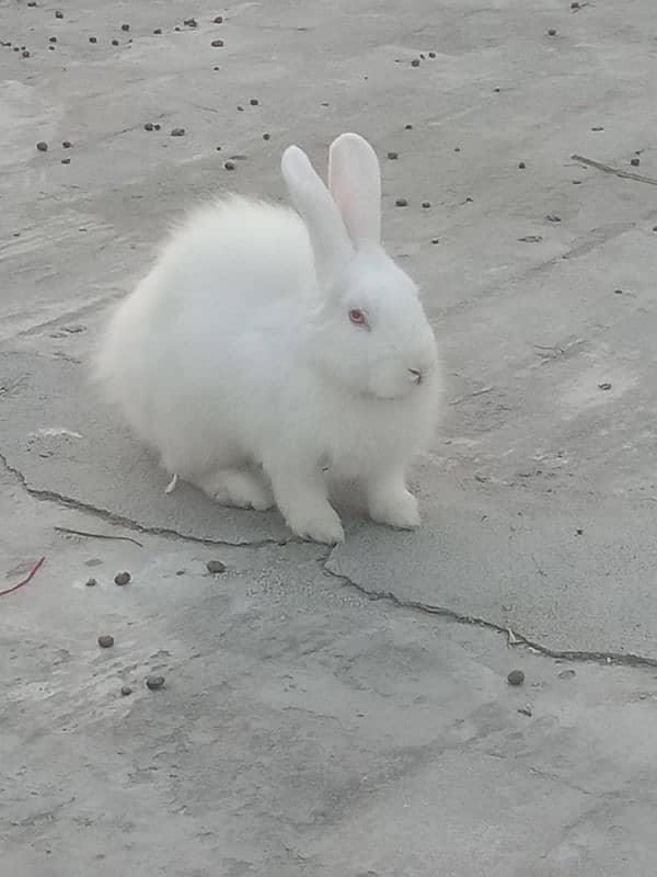 angora female for sale 03224186572 2