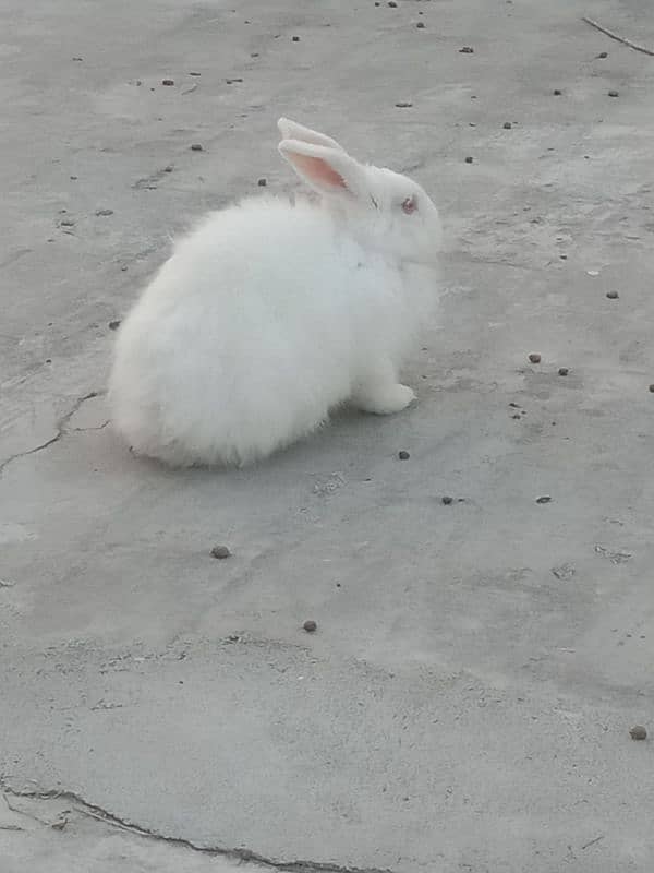 angora female for sale 03224186572 0