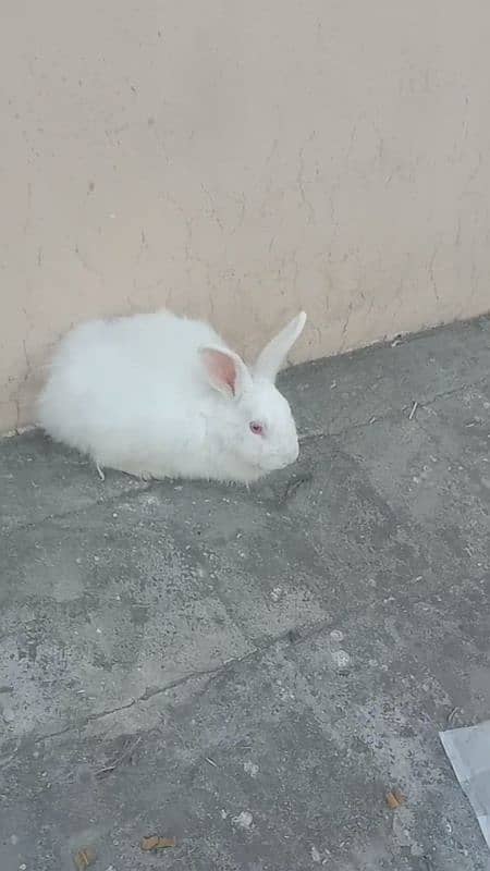 angora female for sale 03224186572 5