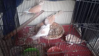 doves for sale with cage