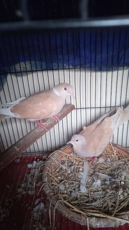 doves for sale with cage 1