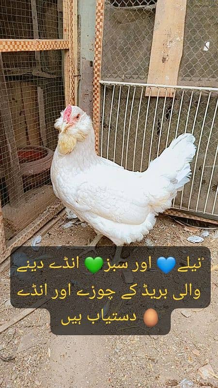 Fancy Rare chiks Blue eggs dani wali Americuna breed ka available hai 2