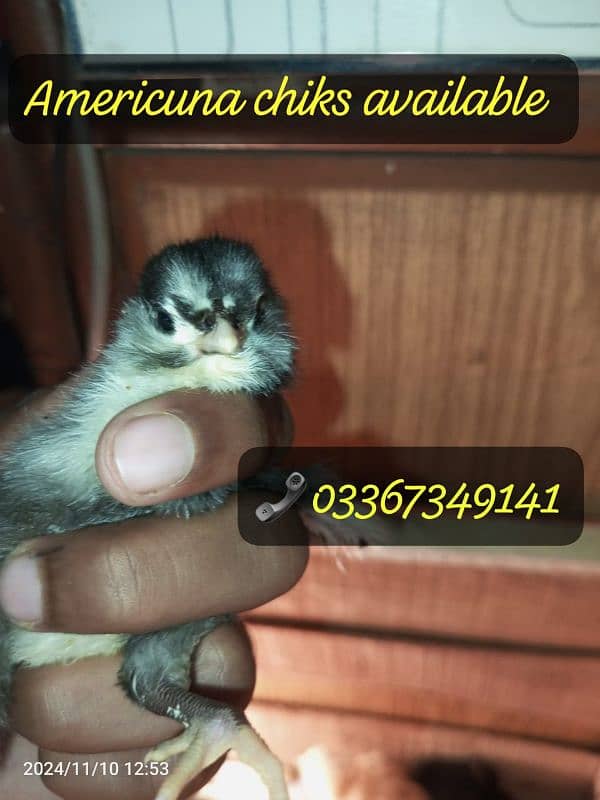 Fancy Rare chiks Blue eggs dani wali Americuna breed ka available hai 3