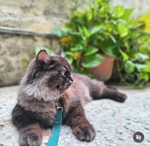 Persian Male Cat for urgent sale 0