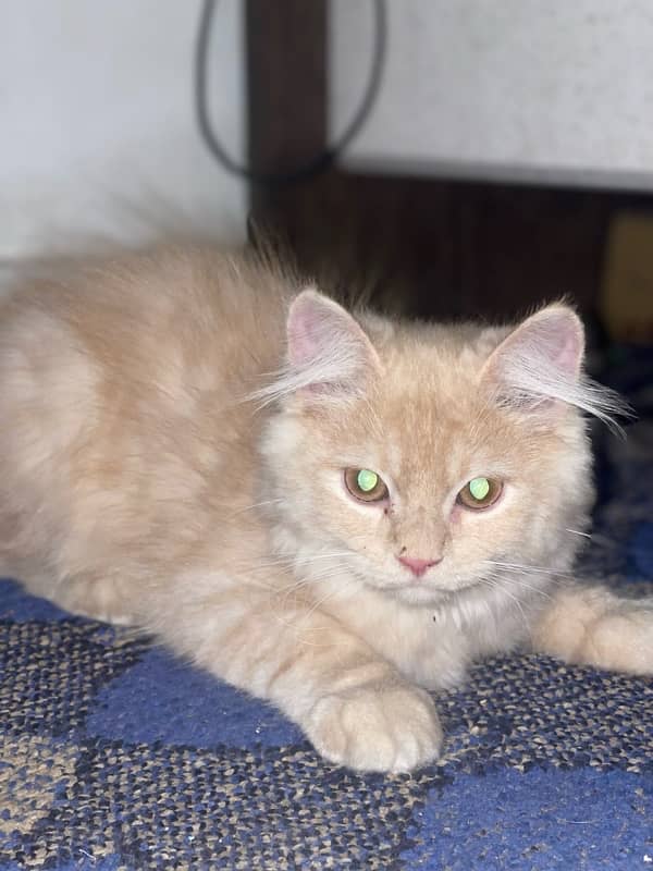 Persian Kitten 4 Months Old Triple Coat 4