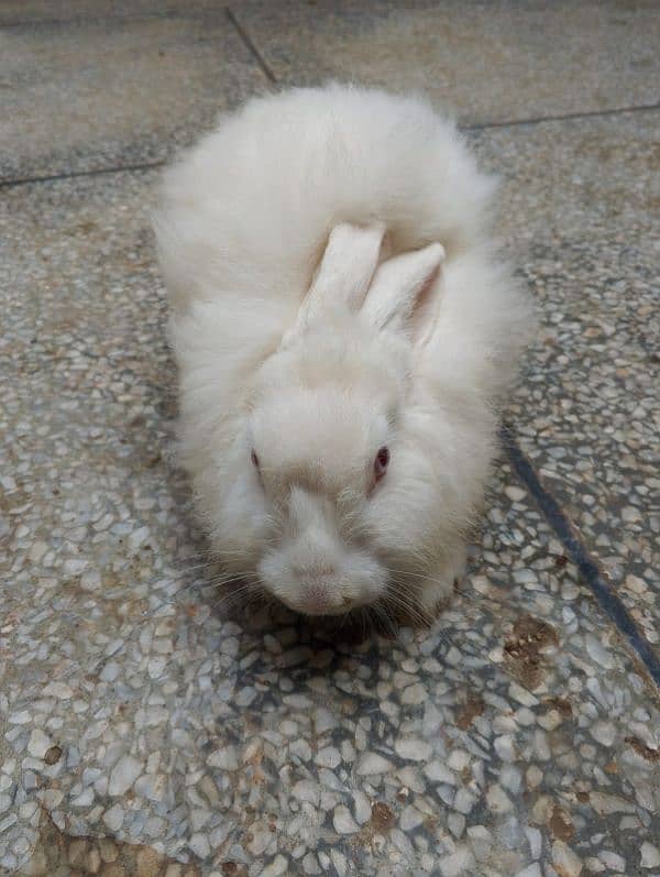 angora female for sale 03224186572 1