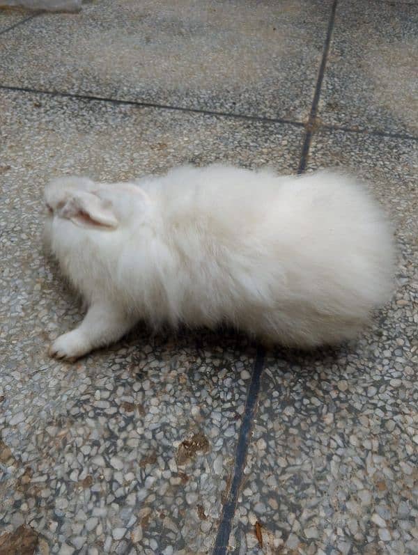 angora female for sale 03224186572 4