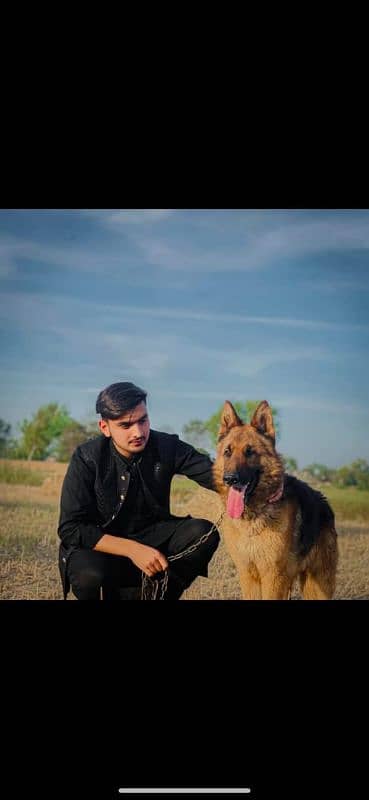 German shepherd dog 0