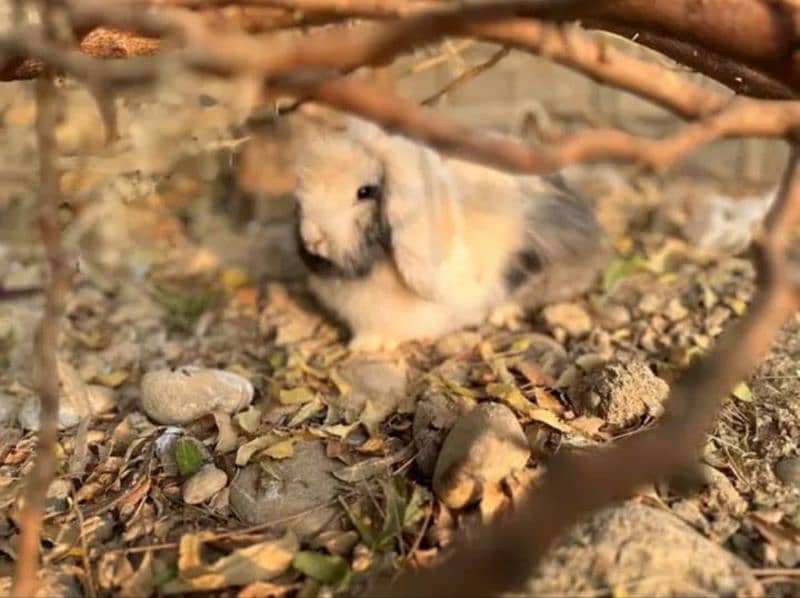 Imported Lionhead Dwarf Female 0