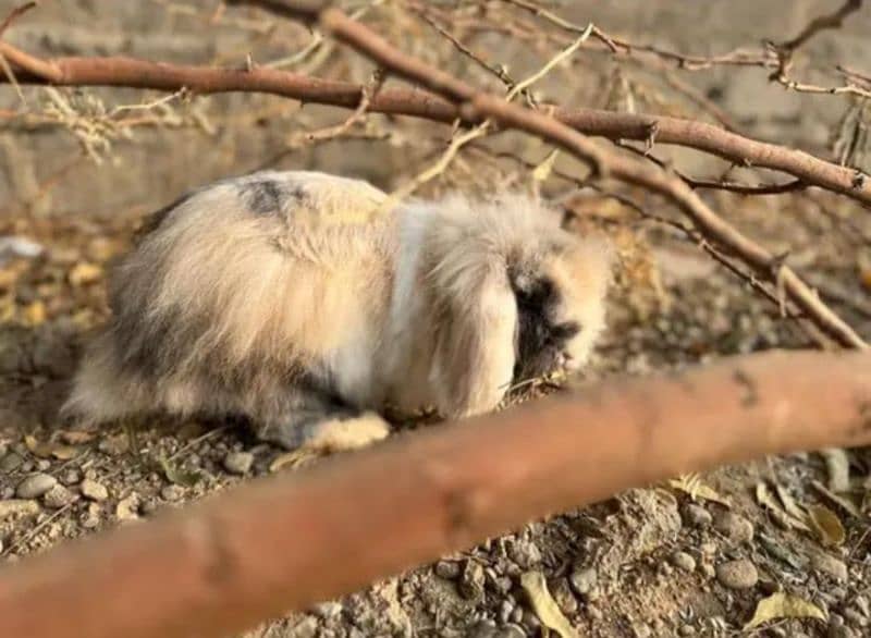 Imported Lionhead Dwarf Female 1